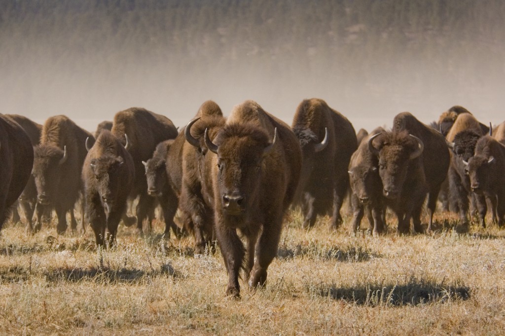 Buffalo-Herd